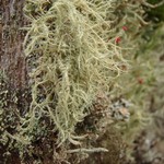 Usnea hirta