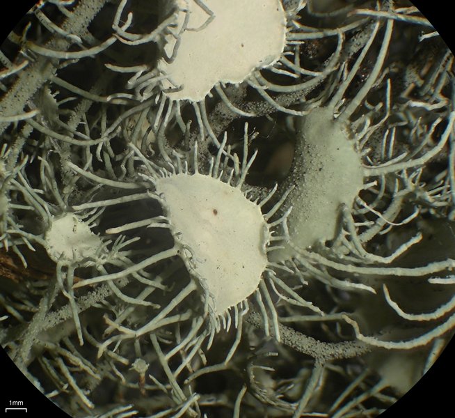 Usnea intermedia