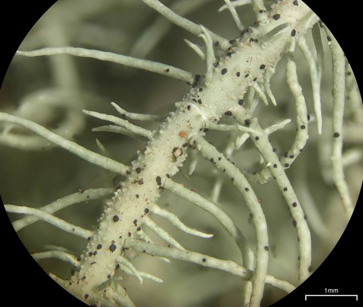 Usnea intermedia