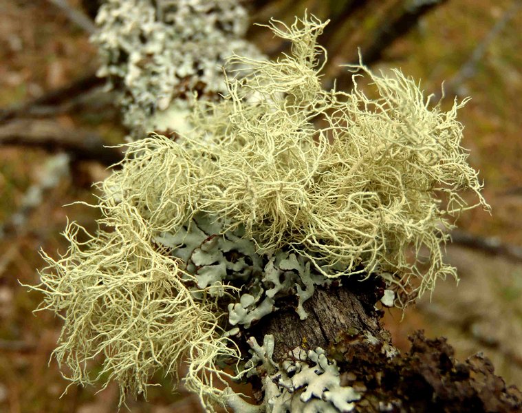 Usnea lapponica