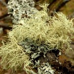 Usnea lapponica