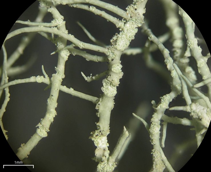 Usnea lapponica