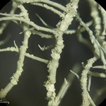 Usnea lapponica