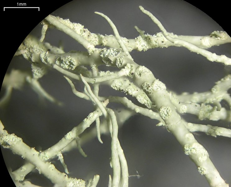 Usnea lapponica