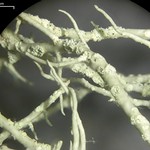 Usnea lapponica