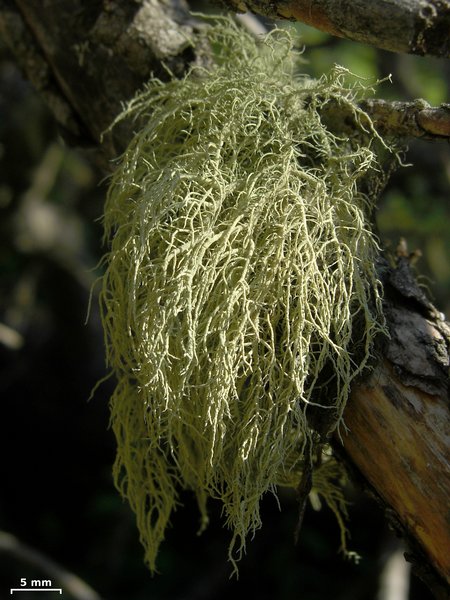 Usnea lapponica