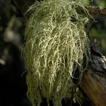 Usnea lapponica