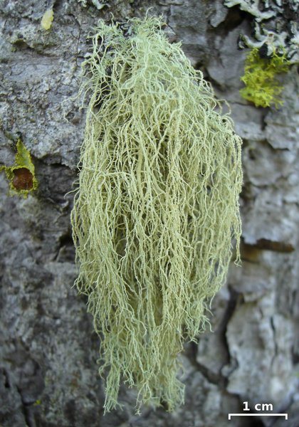 Usnea lapponica