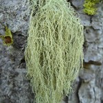 Usnea lapponica