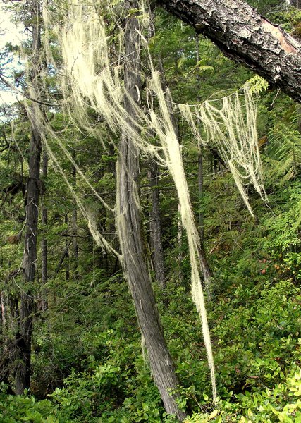 Usnea longissima