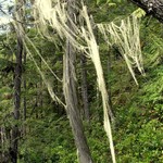 Usnea longissima