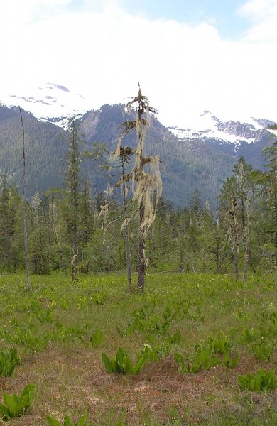 Usnea longissima