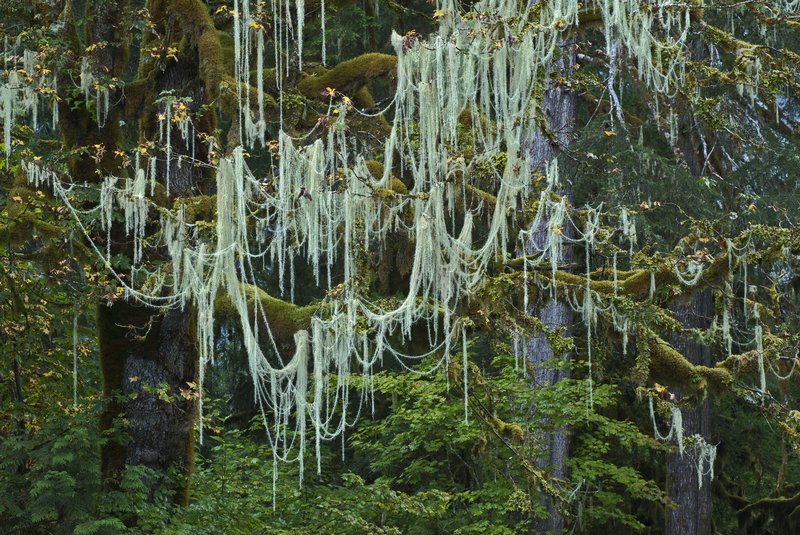 Usnea longissima