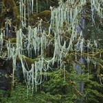 Usnea longissima