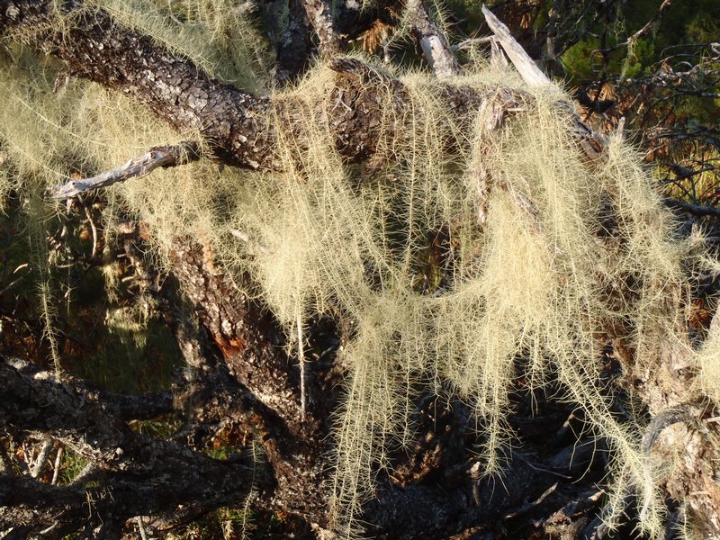 Usnea longissima