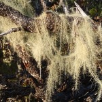 Usnea longissima