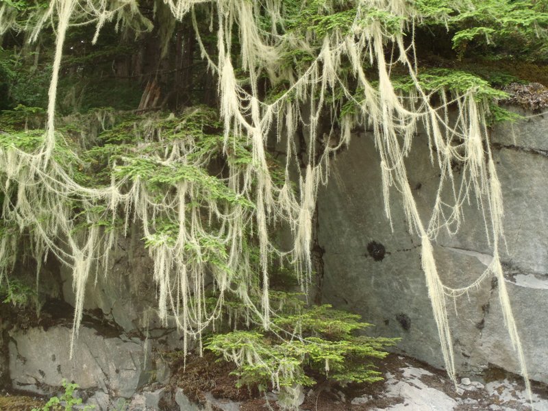 Usnea longissima