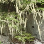 Usnea longissima