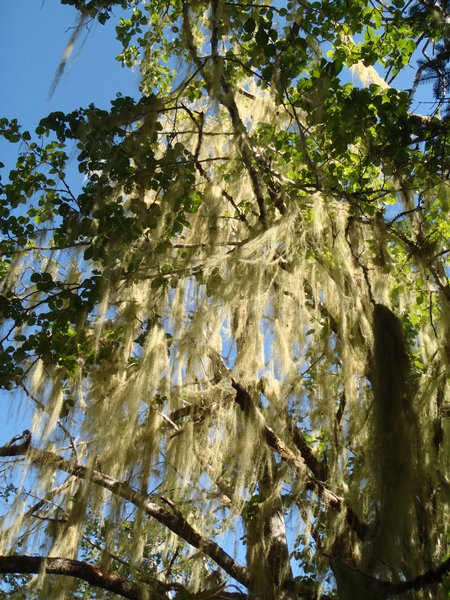 Usnea longissima