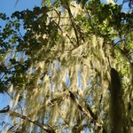 Usnea longissima