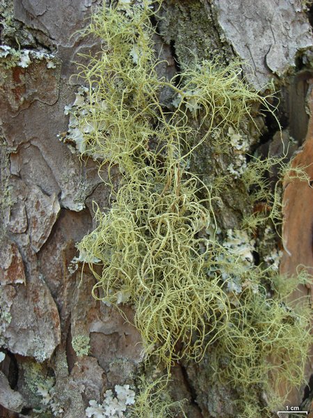 Usnea mutabilis