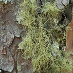 Usnea mutabilis