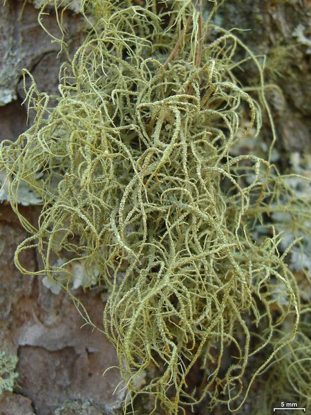 Usnea mutabilis