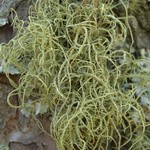 Usnea mutabilis