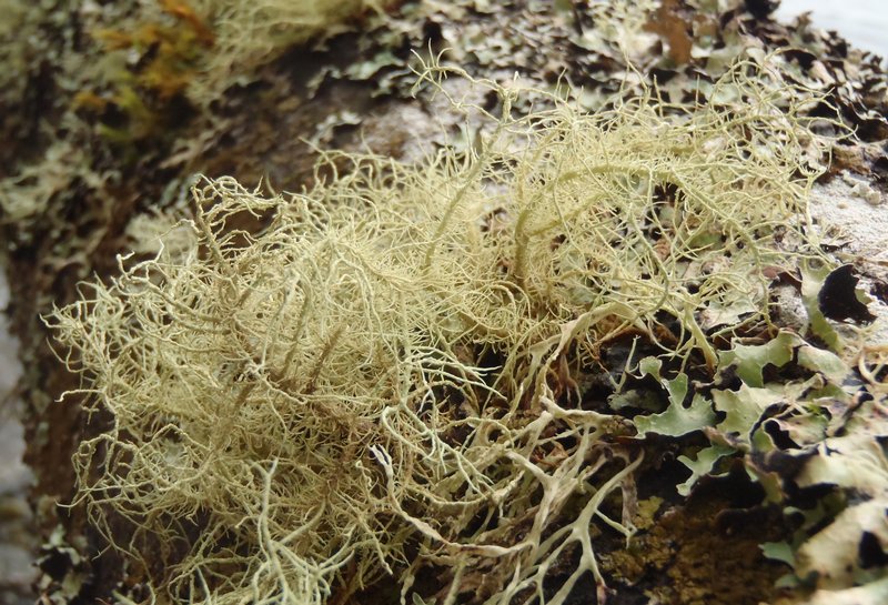 Usnea nidulans