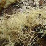 Usnea nidulans