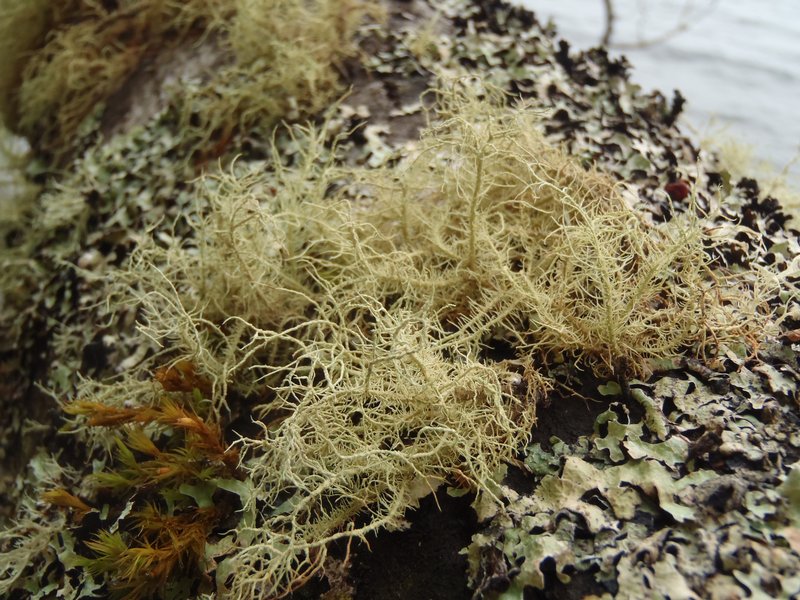 Usnea nidulans