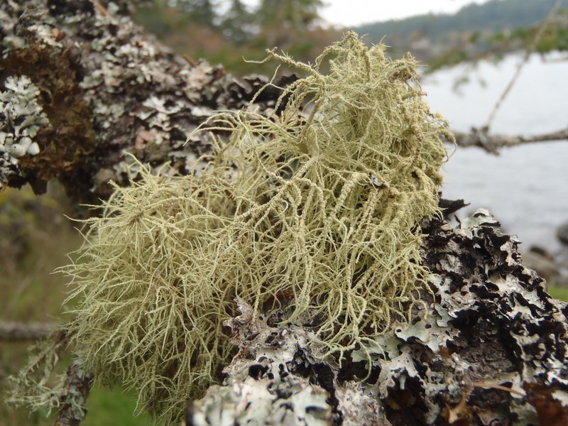 Usnea pacificana