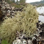 Usnea pacificana