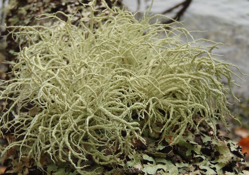 Usnea pacificana