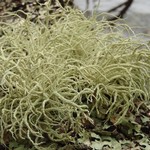 Usnea pacificana