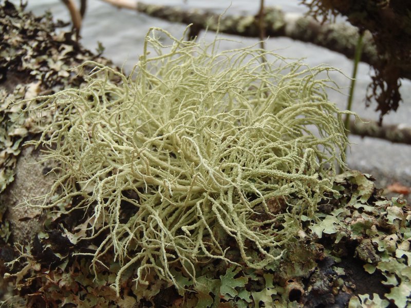 Usnea pacificana