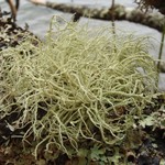 Usnea pacificana