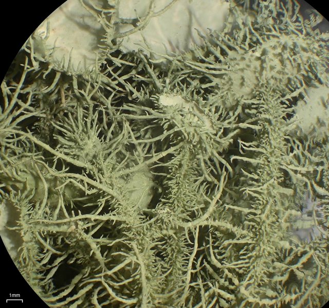 Usnea parvula