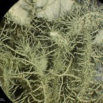 Usnea parvula