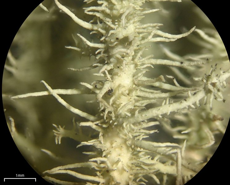 Usnea parvula