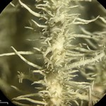 Usnea parvula