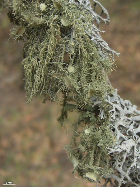 Usnea parvula