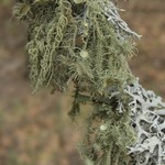 Usnea parvula