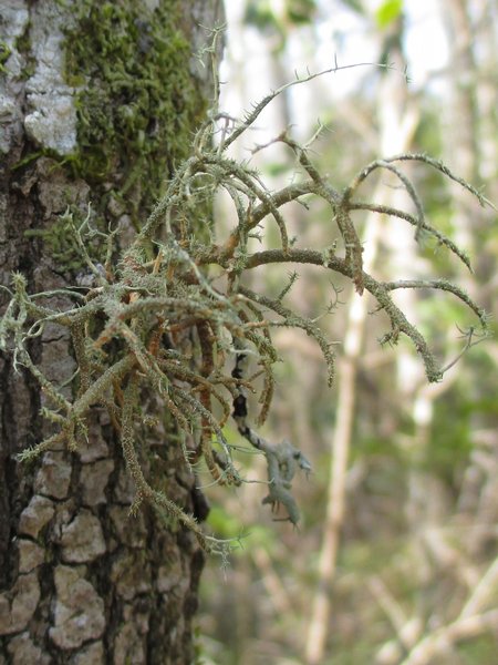 Usnea pensylvanica