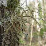 Usnea pensylvanica