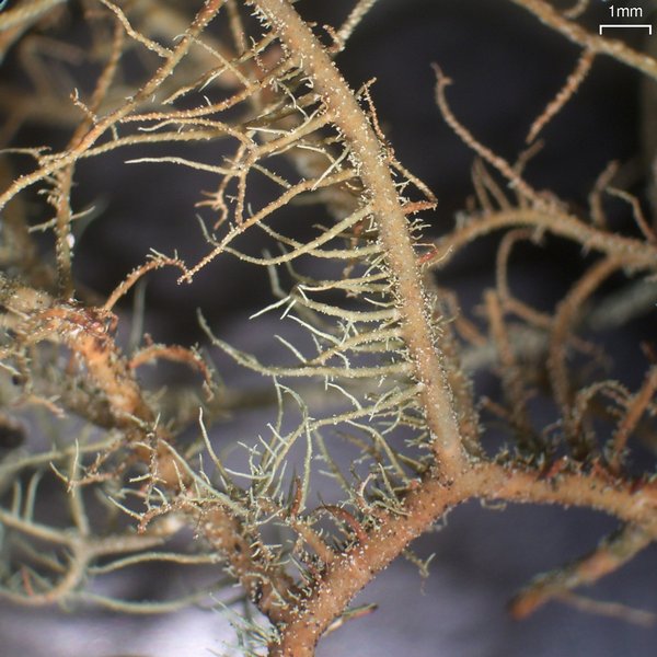 Usnea pensylvanica