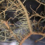 Usnea pensylvanica