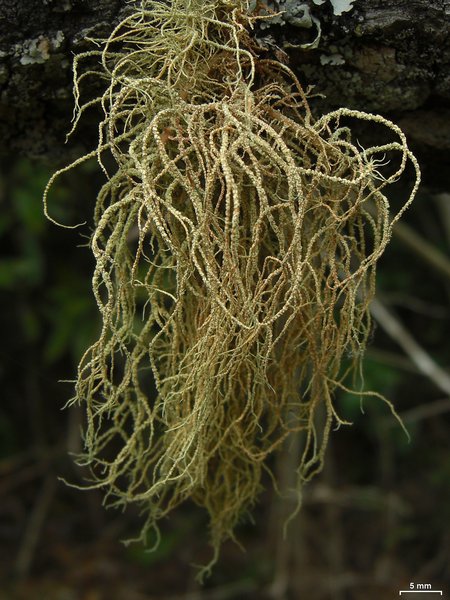 Usnea pensylvanica