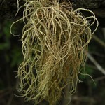 Usnea pensylvanica