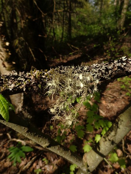 Usnea quasirigida